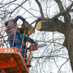 Why Tree Removal Services Is Essential