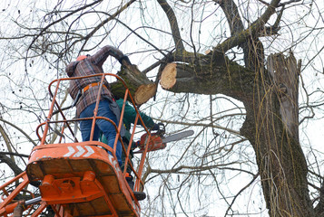 Why Tree Removal Services Is Essential